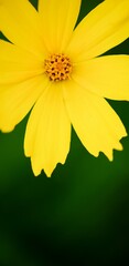 Yellow flower on a green background