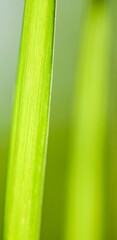 Close up of green grass