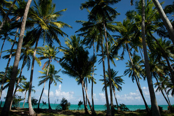 Coqueiros na praia Camacho