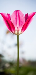 Pink tulip