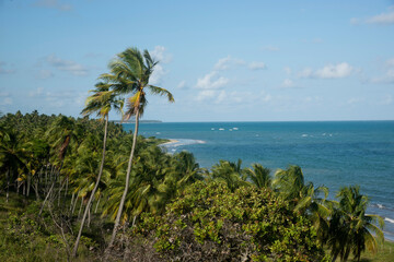 Coqueiros na praia Camacho