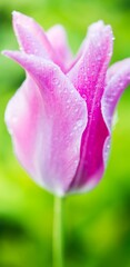 Fototapeta na wymiar Close up of pink flower 1