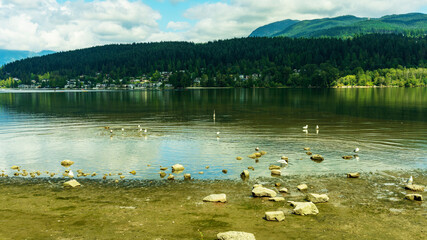 Seagulls and crane on mudflats at Burrard Inlet near Port Moody, Bc, with canoeists, sea-view residences, forest and mountain backdrop