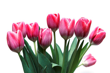 tulips on a white background