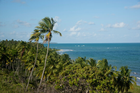 Coqueiros na praia Camacho