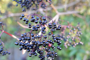 Bunch of elderberries with ripe berries