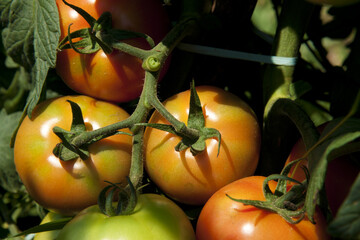 Plantação de tomate envarado da variedade Alambra na zona rura de Taquarivaí