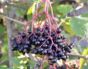 Bunch of elderberries with ripe berries