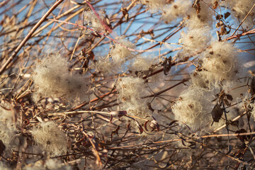 Cotton
