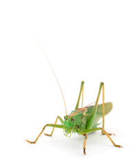 Locust isolated on white.