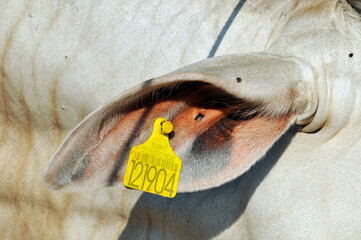 Código de barras para rastreamento em orelha de gado nelore confinado para abate