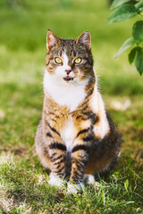 Naklejka na ściany i meble A beautiful domestic tabby cat with bright yellow eyes sits in the green grass