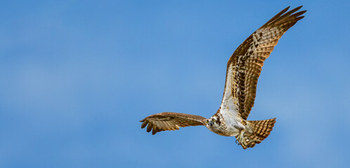 Osprey Bird