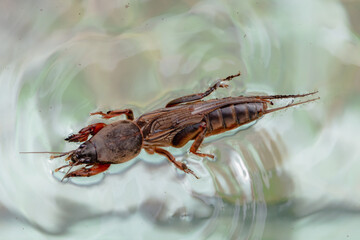 Harmful insect, an earthen agricultural pest. Floating on water