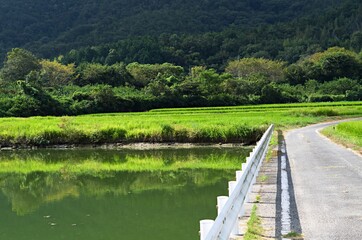 いなかの古いため池と純白のガードレール