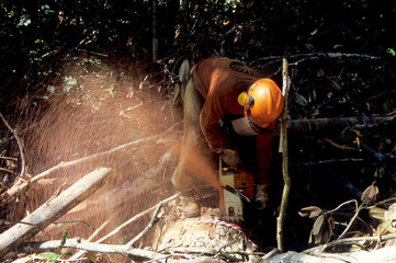 Corte de árvore da floresta amazônica de extração de madeira certificada 