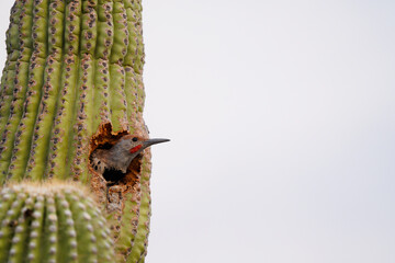 Make Gilded Flicker in a Saguaro Cactus