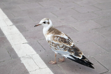 Close-up view of a gray-and-white seagull