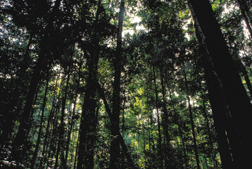 Obraz premium Floresta Amazônica - Amazônia