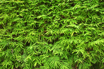 Natural Background of green leaves of Bamboo tree