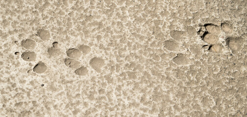 Close-up view of dog tracks on gray concrete