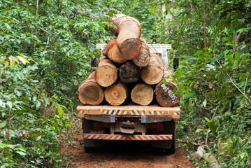 Transporte de toras de madeira de corte de árvores de manejo florestal