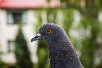 Closeup of a pigeon's head.