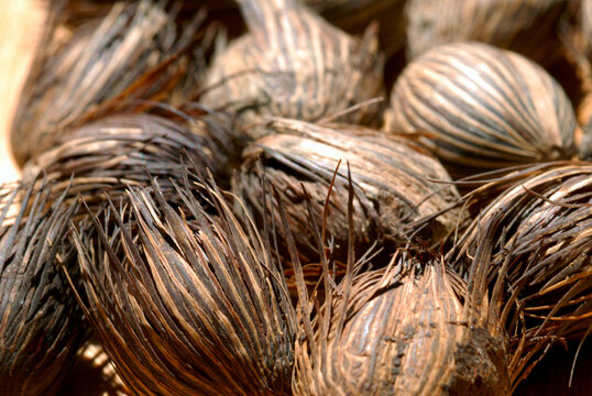 Sementes da Amaz&ocirc;nia - Bacabeira