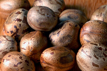 Sementes da Amazônia - Seringueira