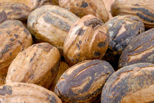 Sementes da Amaz&ocirc;nia - Bacuri-a&ccedil;u