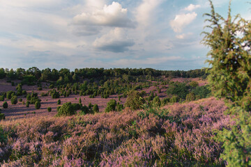 Fototapeta na wymiar Panorama of the Lüneburg Heath