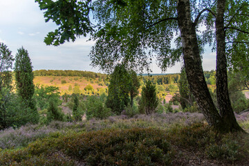 Panorama of the Lüneburg Heath