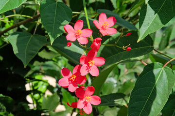 Fototapeta premium Blooming Jatropha whole-edged (Latin - Jatropha Integerrima)
