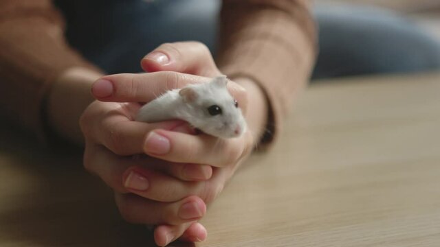 Young girl in brown sweater and jeans sits on beige sofa and holds white hamster between her fingers. The animal climbs out and runs on his hand. Close-up.