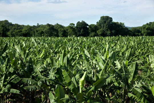 Produção de bananas no Vale do Ribeira