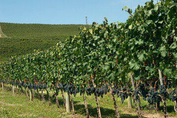 Plantação de uvas para vinho