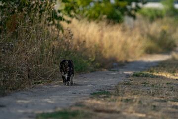 uliczny kot, wolnożyjący kot, szarak w naturalnym środowisku © DDFoTo - Czerniawsky
