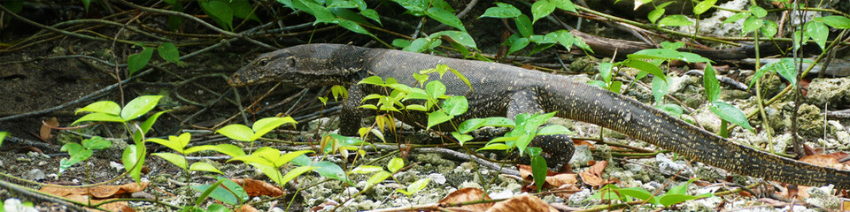 Monitor lizard is looking for food between branches and leaves