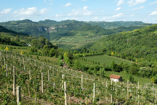 Planta&ccedil;&atilde;o de uvas para vinho