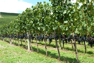 Fototapeta na wymiar Plantação de uvas para vinho