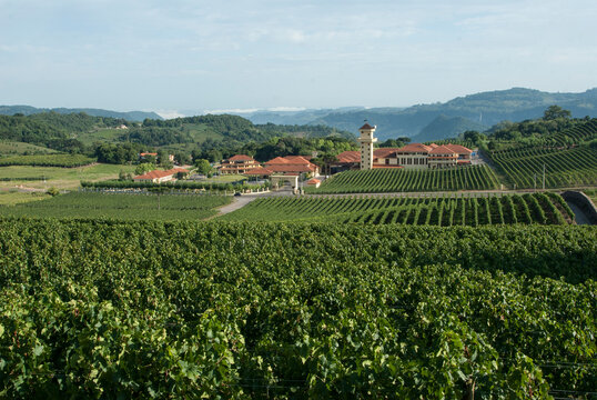 Planta&ccedil;&atilde;o de uvas para vinho e Vin&iacute;cola