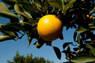 Colheita de laranja-lima
