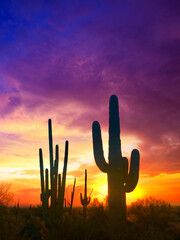 cactus at crazy sunset