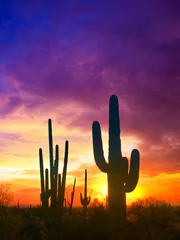 Rolgordijnen cactus at crazy sunset © Micah