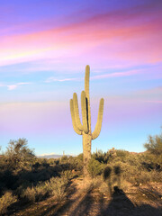 cactus in the desert