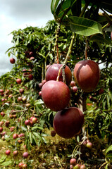 Plantação de manga tommy