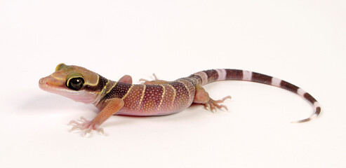 Kleiner Bogenfingergecko / Intermediate Bow-fingered Gecko (Cyrtodactylus intermedius) 