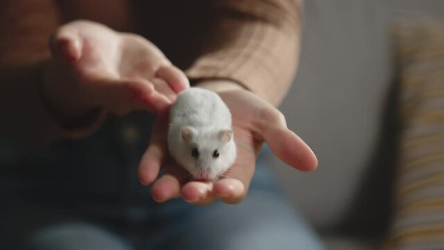 Young lady in brown sweater and jeans sits on beige sofa and holds white hamster in her palm. The animal runs from hand to hand. Close-up.
