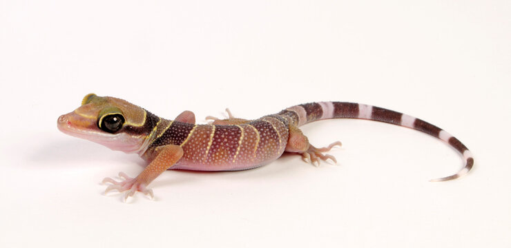Kleiner Bogenfingergecko / Intermediate Bow-fingered Gecko (Cyrtodactylus intermedius) 