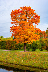 Maple tree in autumn (fall) in Alexander park, Tsarskoe Selo (Pushkin), Saint Petersburg, Russia